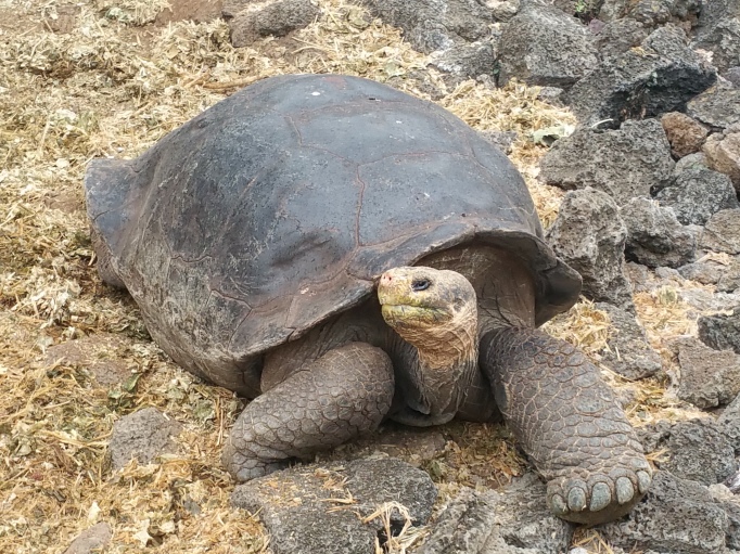 Lala tortoise