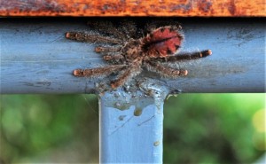tarantula (2)